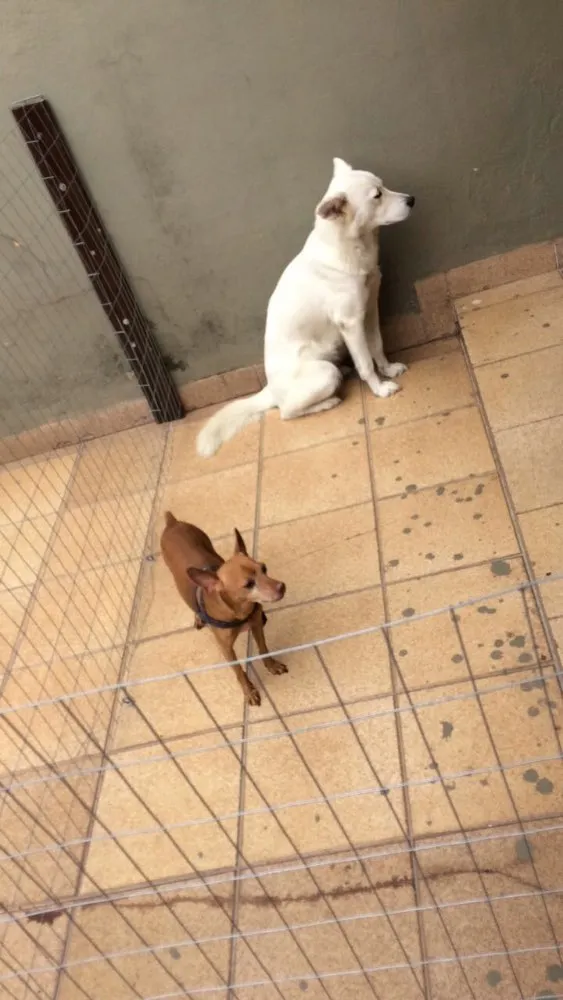 Cachorro ra a Pinscher idade 5 anos nome Mário 