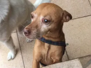 Cachorro raça Pinscher idade 5 anos nome Mário 