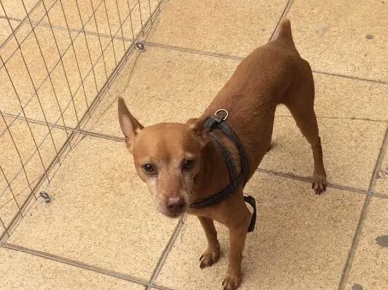 Cachorro ra a Pinscher idade 5 anos nome Mário 