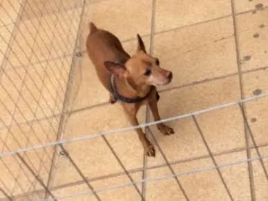Cachorro ra a Pinscher idade 5 anos nome Mário 