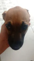 MILK E CHOCO
