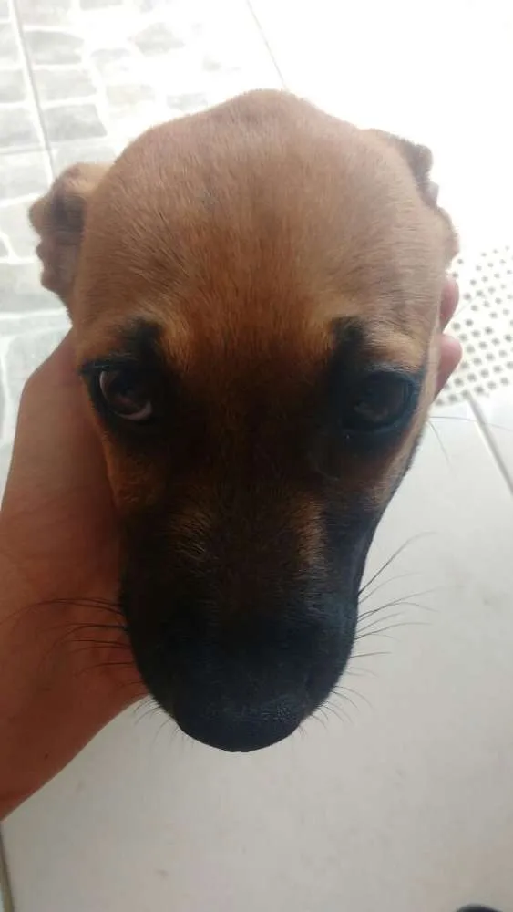 Cachorro ra a VIRA LATA idade 2 a 6 meses nome MILK E CHOCO