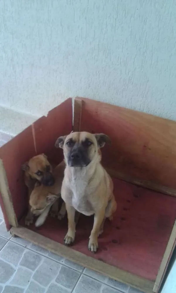 Cachorro ra a VIRA LATA idade 2 a 6 meses nome MILK E CHOCO