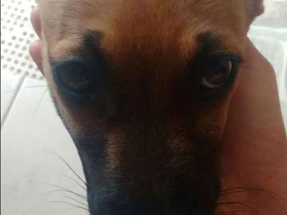 Cachorro ra a VIRA LATA idade 2 a 6 meses nome MILK E CHOCO