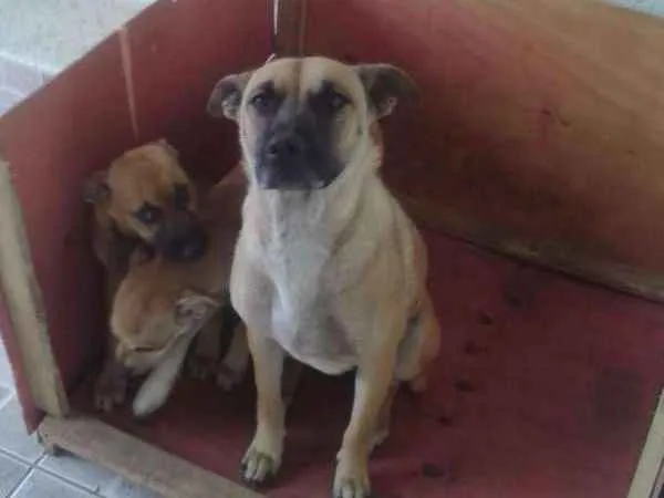 Cachorro ra a VIRA LATA idade 2 a 6 meses nome MILK E CHOCO