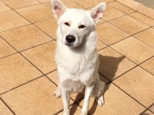 Cachorro ra a Akita com labrador e pinscher idade 3 anos nome Ursula e Mário 