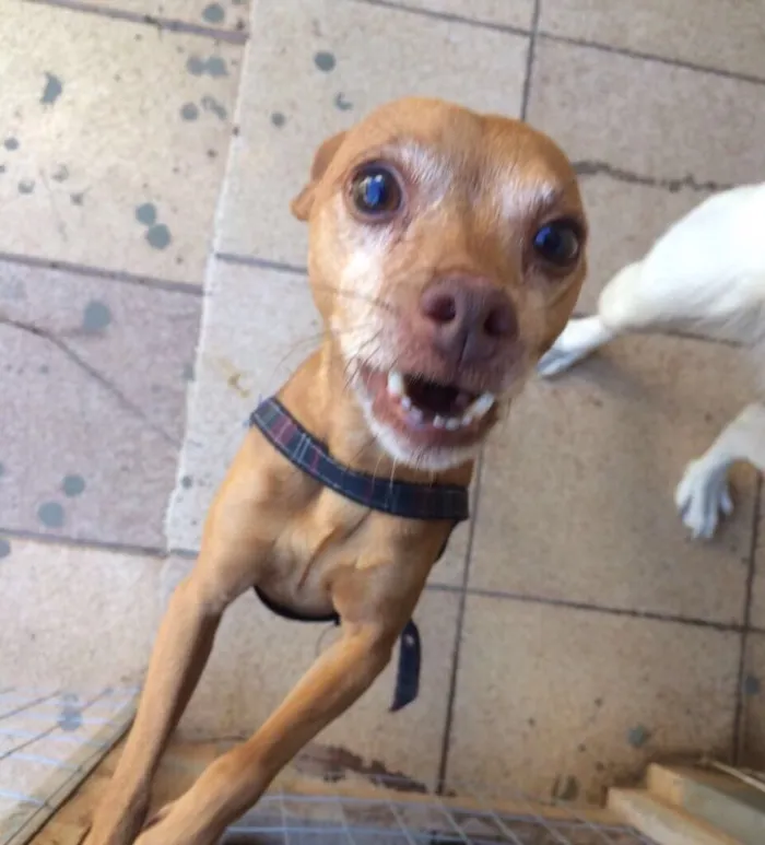 Cachorro ra a Akita com labrador e pinscher idade 3 anos nome Ursula e Mário 