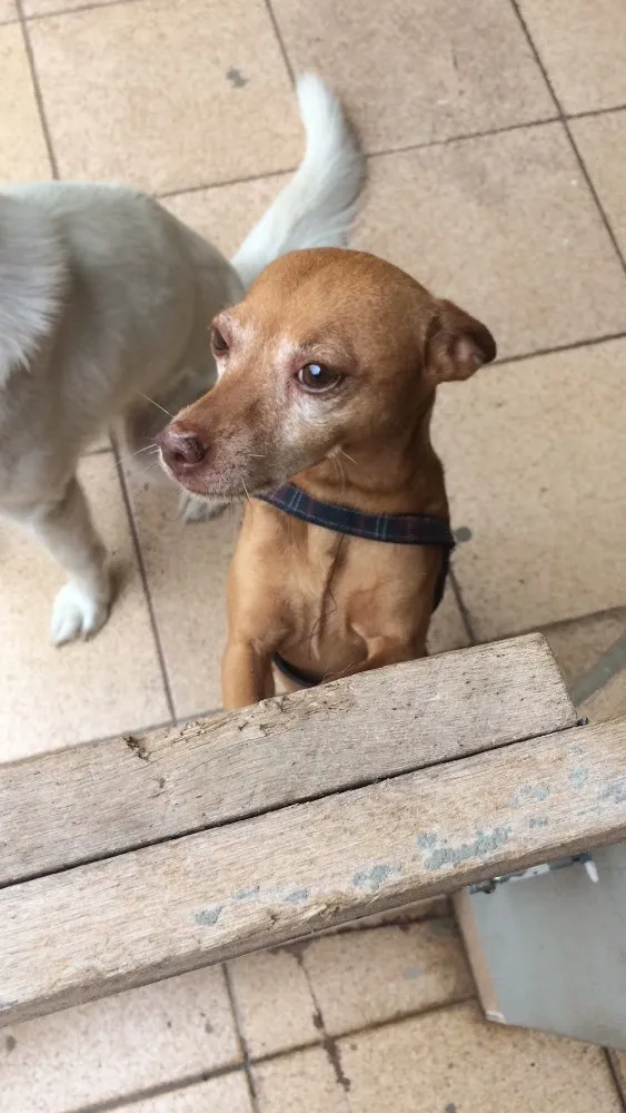 Cachorro ra a Akita com labrador e pinscher idade 3 anos nome Ursula e Mário 