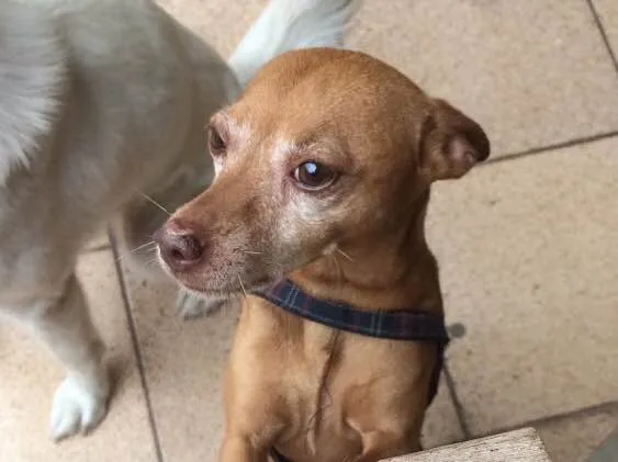 Cachorro ra a Akita com labrador e pinscher idade 3 anos nome Ursula e Mário 