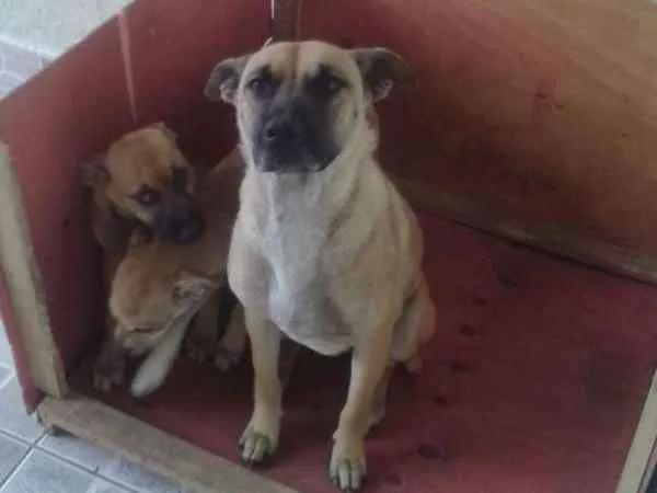 Cachorro ra a VIRA LATA idade 2 a 6 meses nome MILK E CHOCO