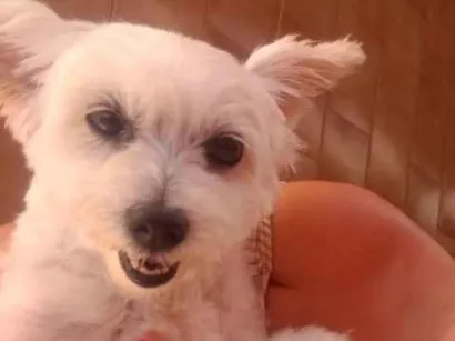 Cachorro raça Poodle idade  nome Xuxa