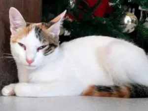 Gato raça  idade 7 a 11 meses nome Vivi GRATIFICA