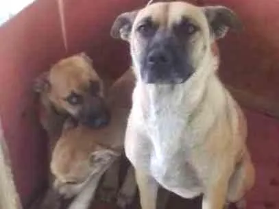 Cachorro ra a VIRA LATA idade 2 a 6 meses nome MILK E CHOCO