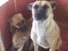 Cachorro raça VIRA LATA idade 2 a 6 meses nome MILK E CHOCO