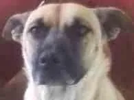 Cachorro ra a VIRA LATA idade 2 a 6 meses nome MILK E CHOCO