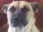 Cachorro raça VIRA LATA idade 2 a 6 meses nome MILK E CHOCO