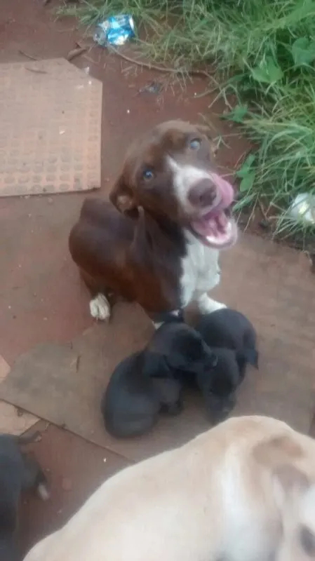 Cachorro ra a Cofape  idade 2 a 6 meses nome Bequilha 