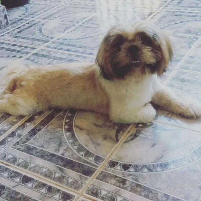 Cachorro ra a Shiih-tzu idade 5 anos nome Não sei