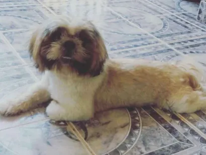 Cachorro raça Shiih-tzu idade 5 anos nome Não sei