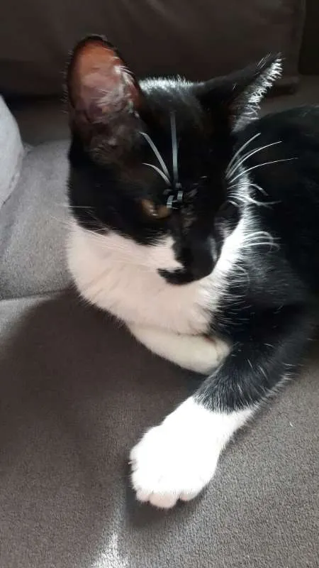 Gato ra a Srd idade 7 a 11 meses nome Menino