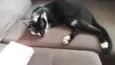 Menino