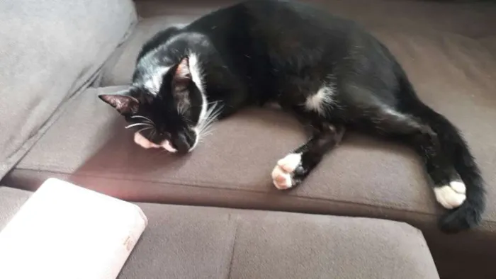 Gato ra a Srd idade 7 a 11 meses nome Menino