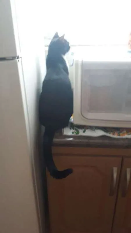 Gato ra a Srd idade 7 a 11 meses nome Menino