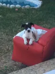 Flocos