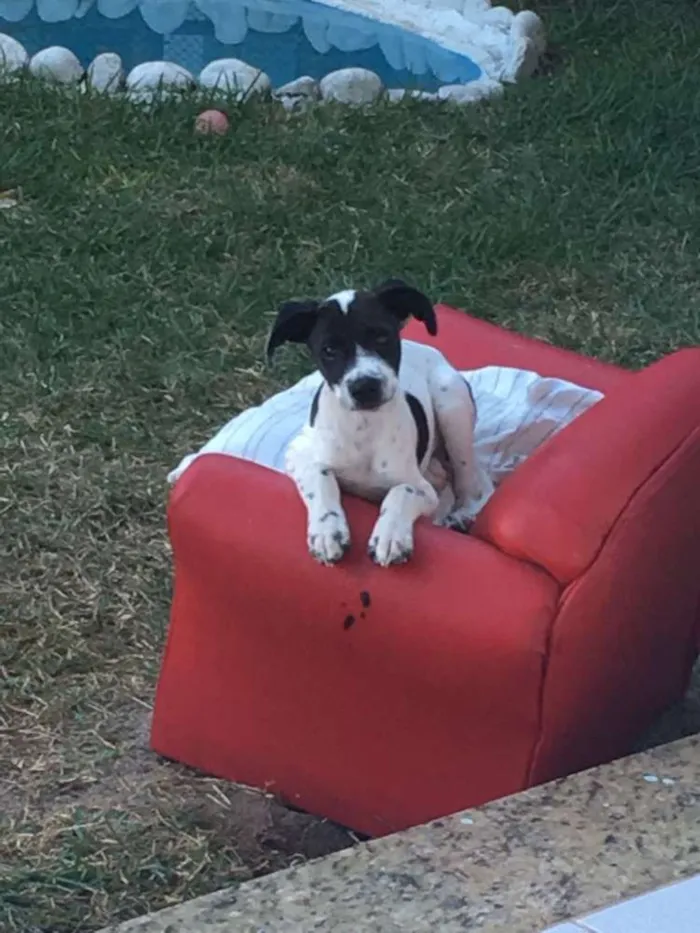 Cachorro raça Srd idade 2 a 6 meses nome Flocos