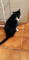 Menino
