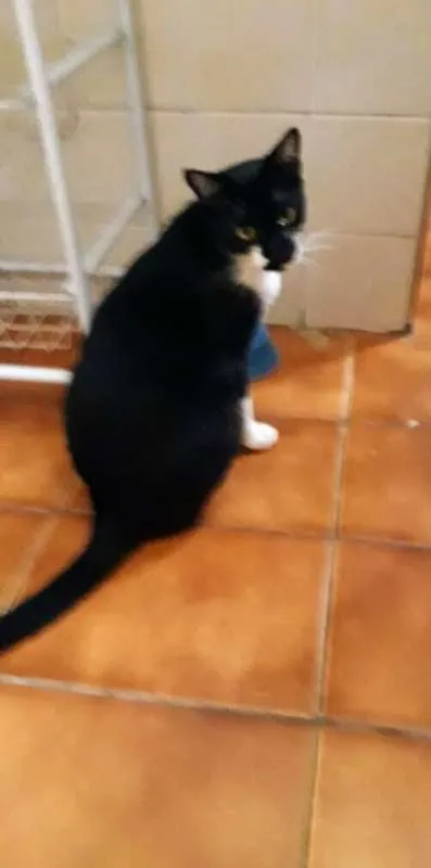 Gato ra a Srd idade 7 a 11 meses nome Menino
