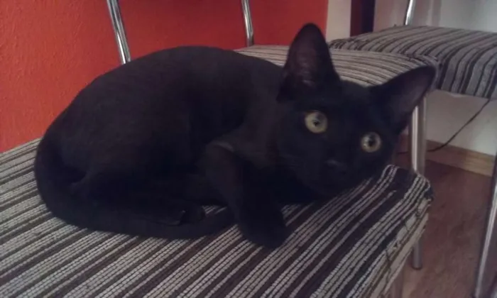 Cachorro ra a SRD idade 2 a 6 meses nome Pretinho