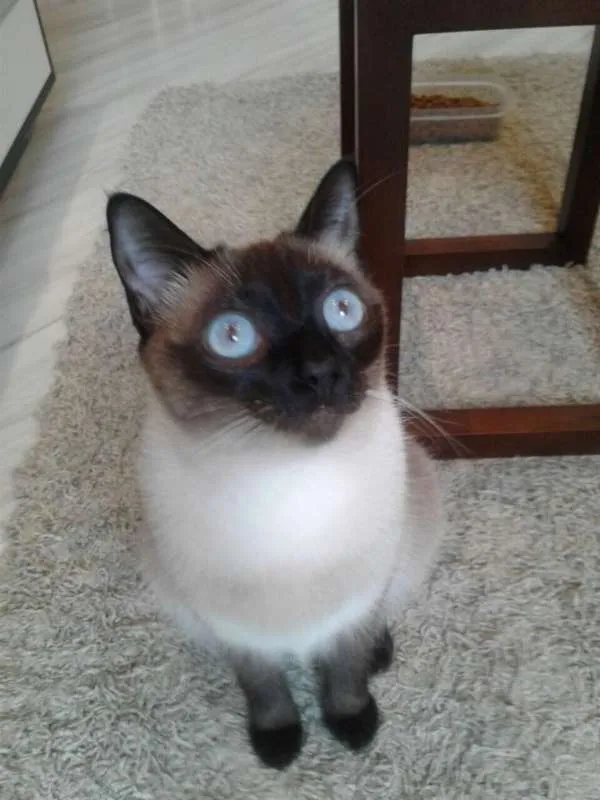 Gato ra a Siamês idade 1 ano nome Sophie