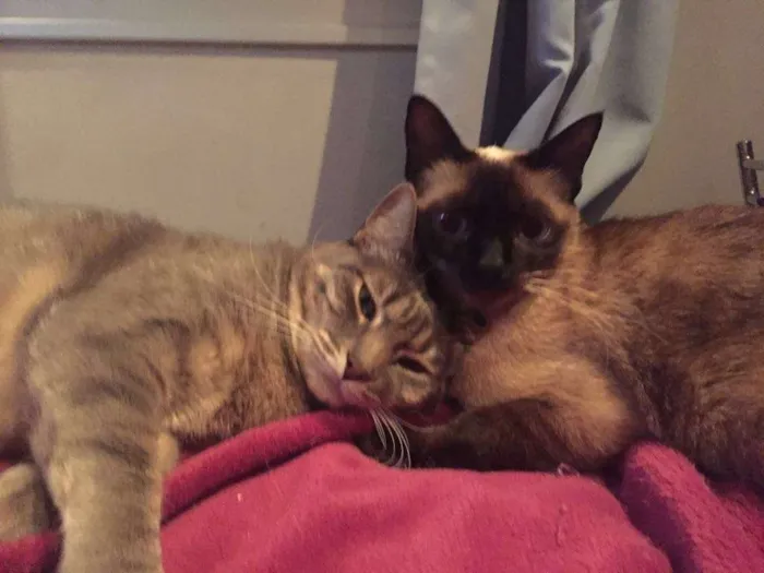 Gato ra a Siamês idade 1 ano nome Sophie
