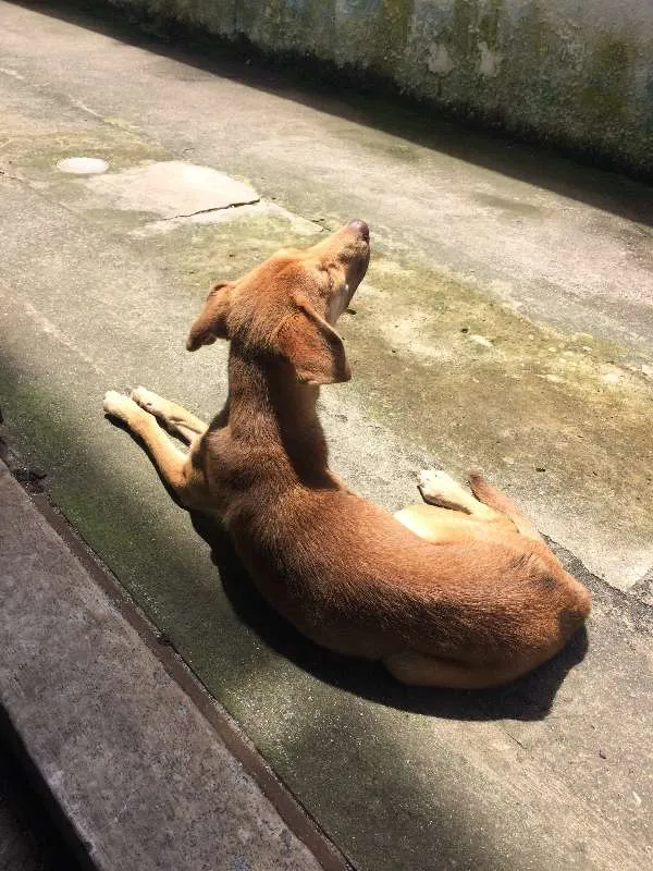 Cachorro ra a SRD idade 2 anos nome Amora