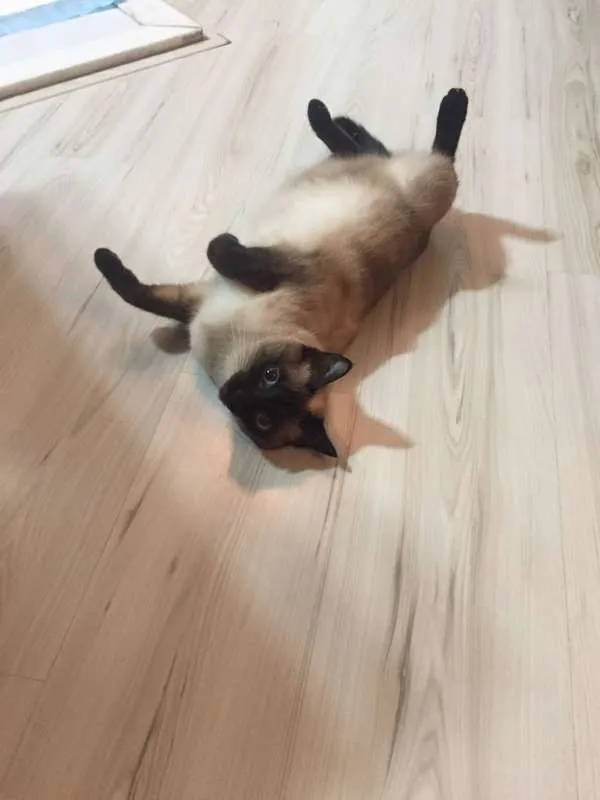 Gato ra a Siamês idade 1 ano nome Sophie