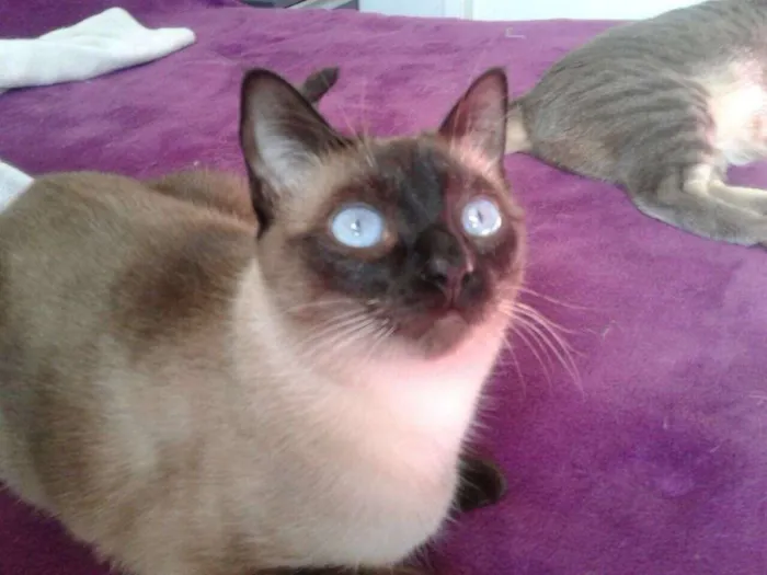 Gato ra a Siamês idade 1 ano nome Sophie