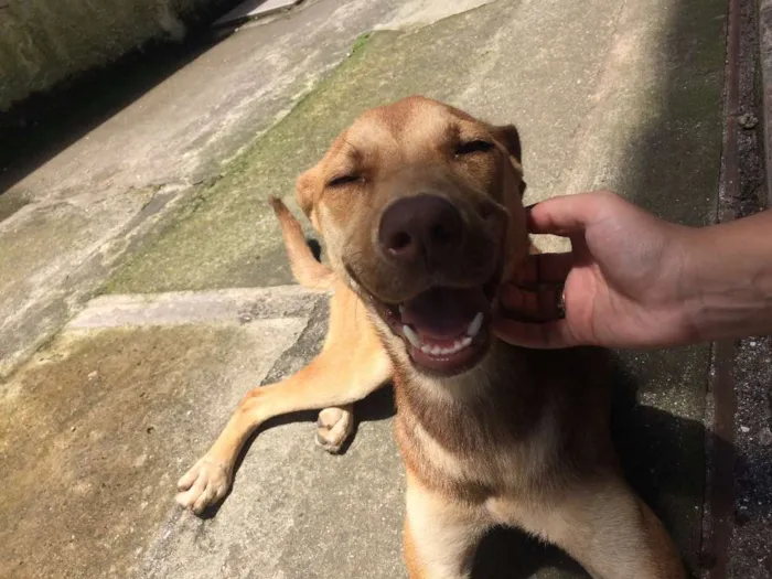 Cachorro ra a SRD idade 2 anos nome Amora