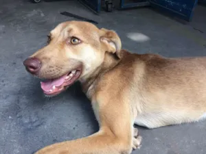 Cachorro raça SRD idade 2 anos nome Amora