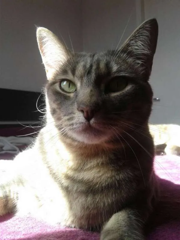 Gato ra a Vira Lata idade 3 anos nome Clarinha