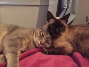 Gato raça Vira Lata idade 3 anos nome Clarinha