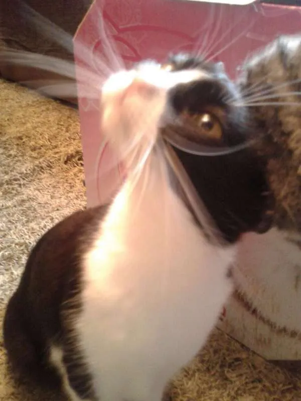 Gato ra a Vira Lata Frajola idade 4 anos nome Yasmin