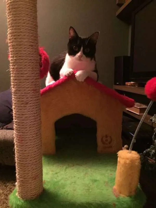 Gato ra a Vira Lata Frajola idade 4 anos nome Yasmin