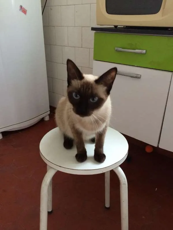 Gato ra a SRD idade 7 a 11 meses nome Malu