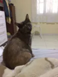 Nina