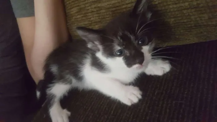 Gato ra a SRD idade 2 a 6 meses nome MARRY