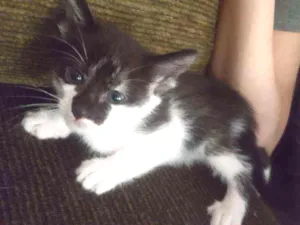 Gato raça SRD idade 2 a 6 meses nome MARRY