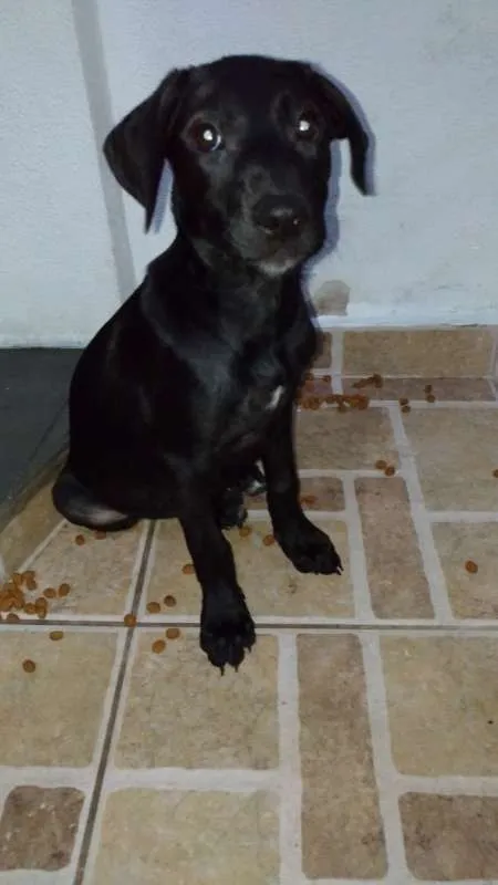 Cachorro ra a srd idade 2 a 6 meses nome Cloe