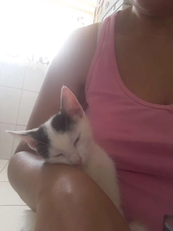 Gato ra a Srd idade 2 a 6 meses nome Nina