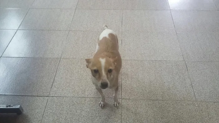 Cachorro ra a Fox Paulistinha idade 2 anos nome Paçoca